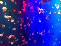 -成都浩海立方海洋公园