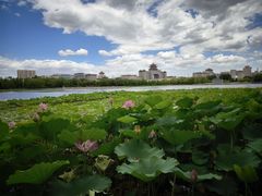 -莲花池公园