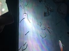 -暹罗海洋世界