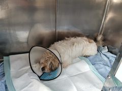 -爱侣宠医·鹦鹉专科·小型哺乳类·异宠专科(灵石路店)