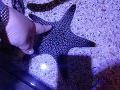 -暹罗海洋世界