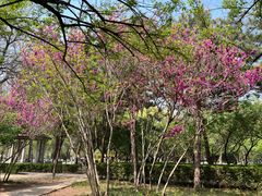 -石家庄市植物园