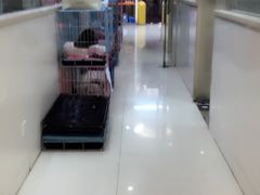 走廊-瑞鹏宠物医院·微创内窥镜·骨外科·牙科(翠竹分院)
