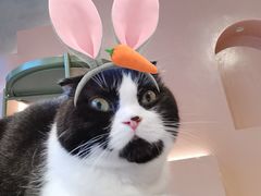 -猫儿山۰猫主题餐厅