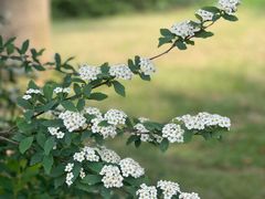 -深圳市中科院仙湖植物园