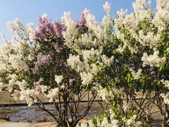 -大兴滨河森林公园