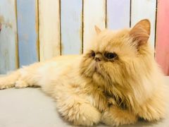-小时光咖啡馆(开森度假森林店)