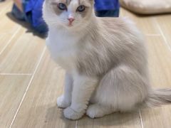 -momokira米努特·德文卷毛猫·棉花面纱犬