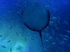 -珠海长隆海洋王国