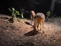 -夜间野生动物园