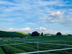 -龙坞茶村