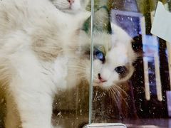 -沐沐家宠物(成寿寺店)