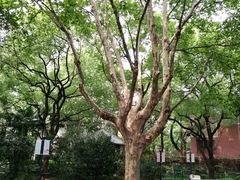 -华山儿童公园