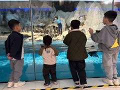 -帝企鹅自助餐厅•儿童岛•真企鹅(长隆企鹅酒店)