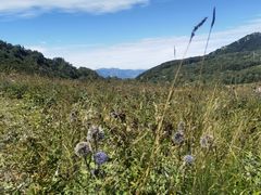 -白草畔自然风景区