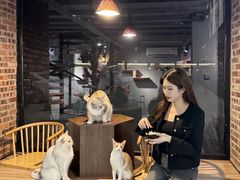 -豆逗聊愈猫阁Easy Life