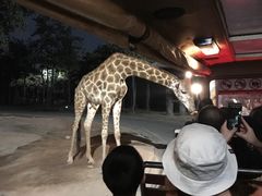 -清迈夜间动物园