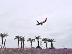 -空港花田景区