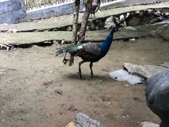 -栾川竹海野生动物园