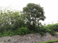 -习家池