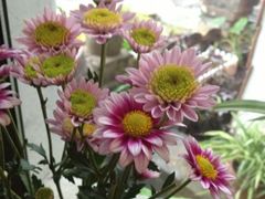 iphone_upload_pic-花迹(富春江东街店)