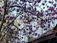 -上海怡沁园度假酒店