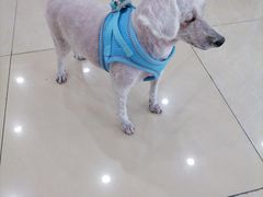 -瑞鹏·疫苗·绝育·宠物医院(广九店)