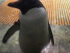 -海合安武汉极地海洋公园