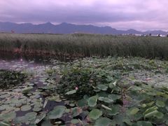 -哈素海