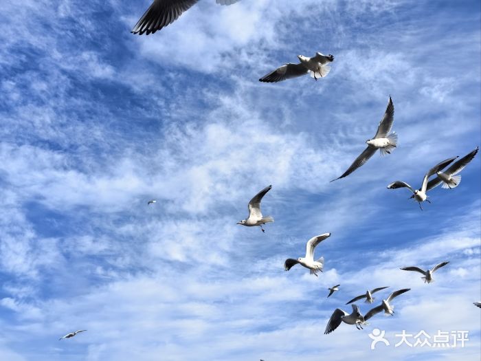 栈桥景区图片