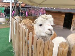 -萌宠亲子动物乐园(槐房万达店)