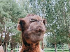 -长白岛森林公园