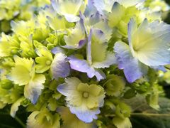-秦美花卉(天朗·莱茵小城2期店)