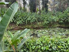-中国科学院西双版纳热带植物园