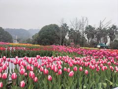 -南山植物园