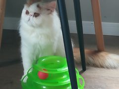 -东方名猫馆·英短金渐层布偶猫舍(环线广场1号楼店)