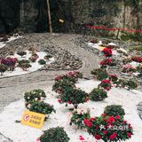 废墟中的烂漫花园[玫瑰][凋谢]