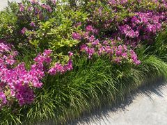 -南通鲜花小镇