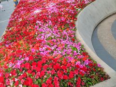 -深圳国际园林花卉博览园