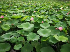-荷塘月色湿地公园·向阳花洲