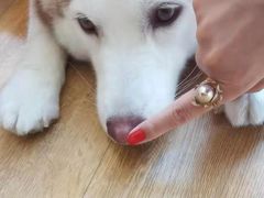 -Husky Go! 哈士奇体验馆·宠物咖啡厅狗咖