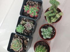 -双季花艺园艺市场(浦东店)
