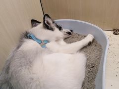 -藦茜花园宠物主题亲子互动体验馆(国顺东路店)