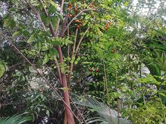 -呀路古热带植物园