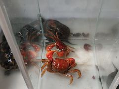 -中环花鸟鱼虫市场
