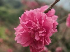 -深圳市中科院仙湖植物园