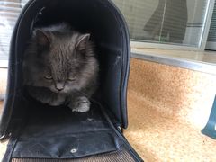 -芭比堂宠物医院·全科爱猫医院·仁德分院