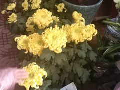 -长宁东道花卉宠物市场