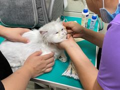 -北京观赏动物医院·24小时大型综合·猫专科·异宠专科