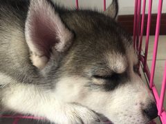 -菲尔斯特宠物医院